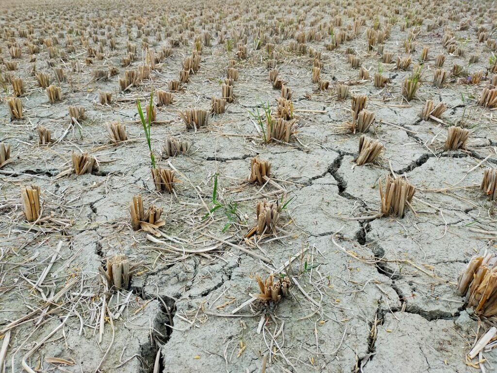 Field of dead crops under drought conditions